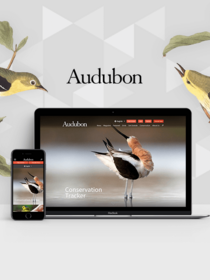 Teaser of Audubon Society & Drupal blog